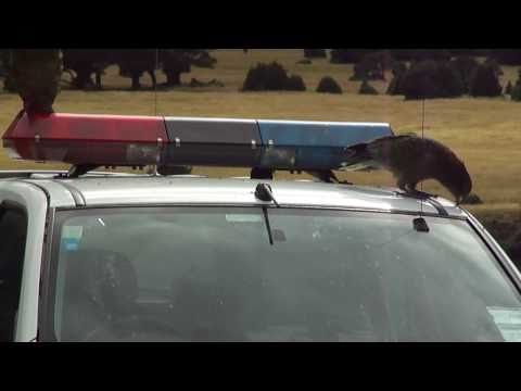 Youtube: Kea destroying police car