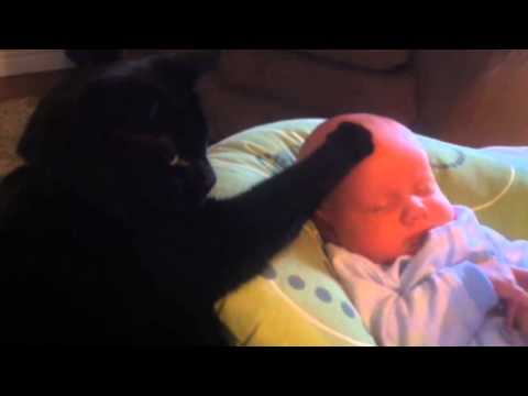 Youtube: Katze streichelt Baby in den Schlaf