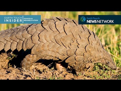 Youtube: Meet the pangolin who’s teaching humans about his own kind