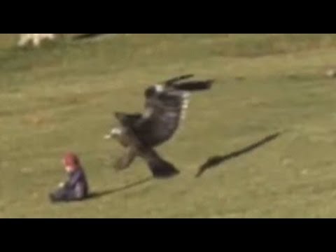 Youtube: Adlerattacke auf Baby - Steinadler fliegt mit Kleinkind davon