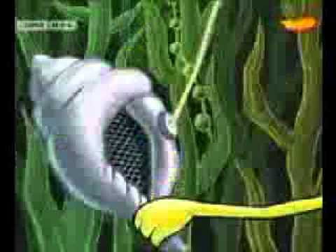 Youtube: Spongebob - magische Miesmuschel (eines Tages vielleicht)