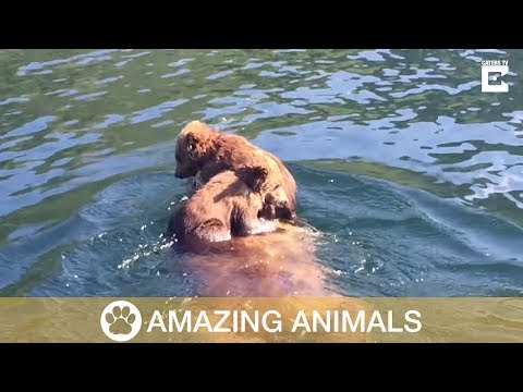 Youtube: Adorable Bear Cubs Ride On Mother's Back