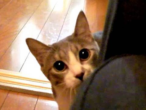 Youtube: だるまさんが転んにゃ - Stalking Cat -