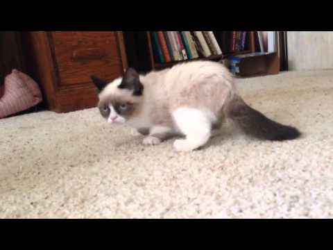 Youtube: More Grumpy Cat!