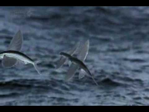 Youtube: Life - Flying Fish