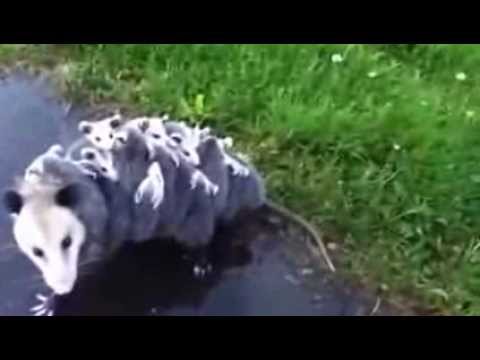 Youtube: Mommy Opossum Carries 15 Babies