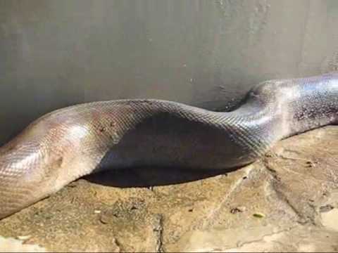 Youtube: Schade um die längste Schlange der Welt