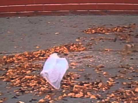 Youtube: 'American Beauty' - Thomas Newman (from the 'plastic bag scene')