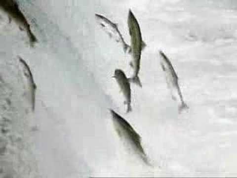 Youtube: Catching Salmon