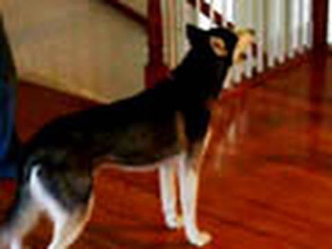 Youtube: Mishka are you stupid? "NOOOOOOOOOO!" - Husky Dog Talking