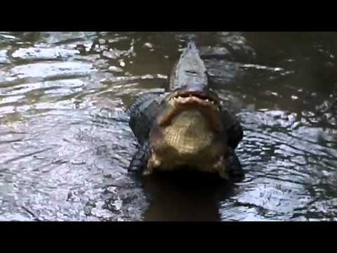 Youtube: alligator mating call