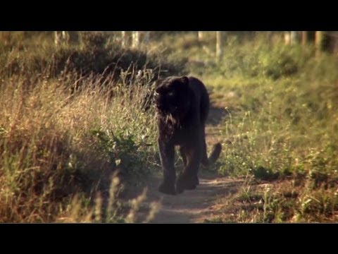 Youtube: The incredible story of how leopard Diabolo became Spirit - Anna Breytenbach, "animal communicator".