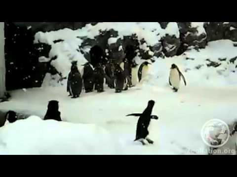 Youtube: A happy penguin dances in the snow