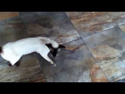 Youtube: Siam Katze schreit ohne Ende