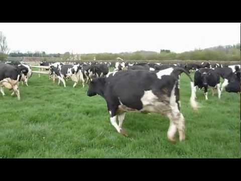 Youtube: Happy Cows skipping out to grass for the first time. April 2012