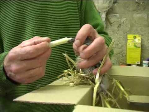 Youtube: fütterung einer jungen Ringeltaube --hoffe das video hilft euch