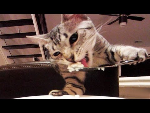 Youtube: Kitty eats with fork