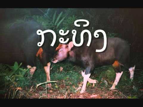 Youtube: ສັດປ່າຢູ່ລາວ wild animals in laos.wmv