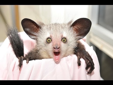 Youtube: True Facts About The Aye Aye