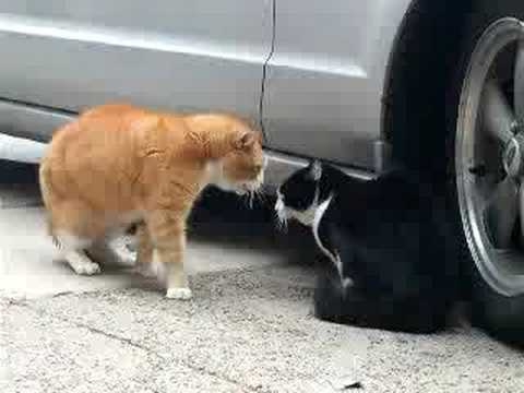 Youtube: Senile Talking Cat! (The Original)