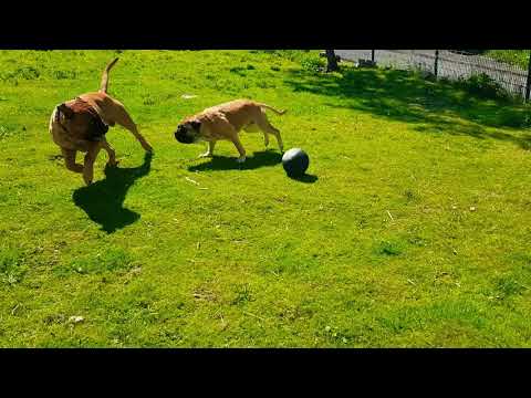 Youtube: Dogs playing Basketball