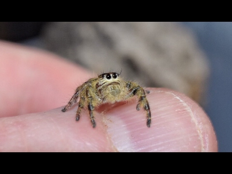 Youtube: BEST TAKEDOWN YET!!!! Hyllus diardi hunts down a fly on my hand.
