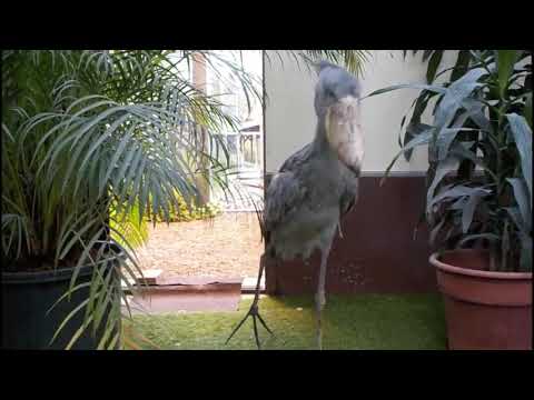Youtube: Shoebill stork clattering sounds like machine guun~!! (Japan Matsue Vogel Park)