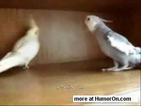 Youtube: Bird singing Kill Bill!!