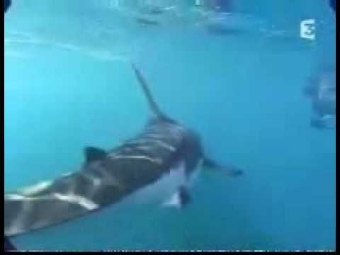 Youtube: Michael Rutzen   The Sharkman Rides On A Great White Shark