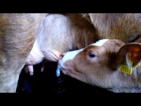 Youtube: Kalb trinkt Milch