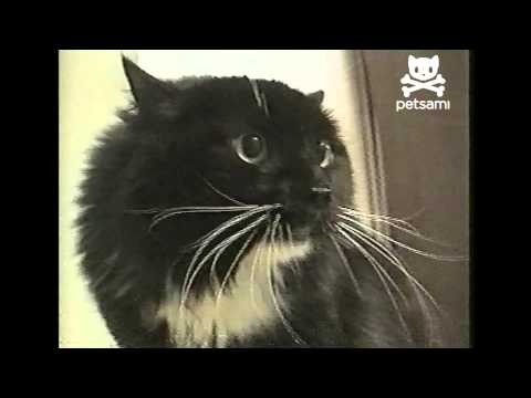 Youtube: Talking cat says Oh Long Johnson