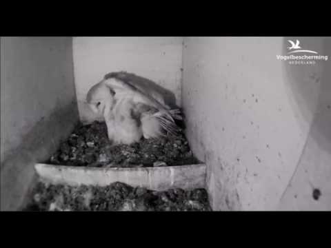 Youtube: CJ Wildlife/Vivara Webcams - 11.04.17 (Female with Eggs)