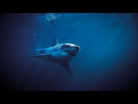 Youtube: Leyendas de Tiburones Asesinos