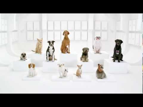 Youtube: Tierisch Witzig - Hunde bellen den Star Wars Jingle - der neue TV Spot von VW