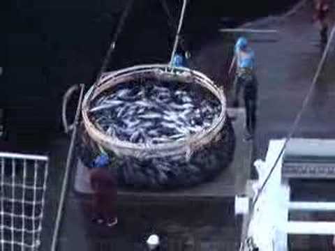 Youtube: Greenpeace verfolgt größten Tunfischfänger der Welt