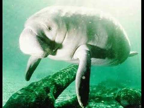 Youtube: An Eye-Opening Look at the Manatee