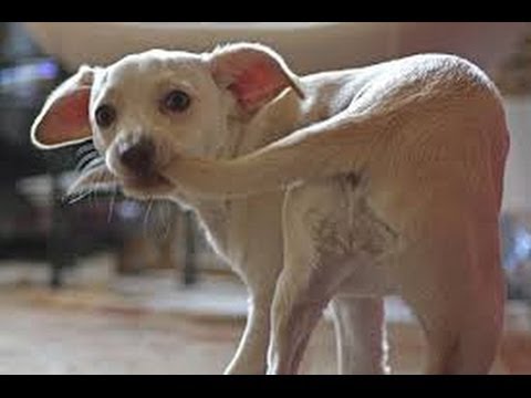 Youtube: Cats and dogs chasing tails - Funny and cute animal compilation