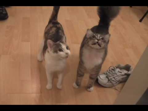 Youtube: Kittens And Cats Meowing