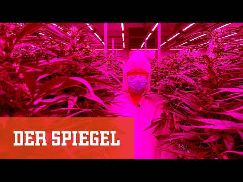 Youtube: Cannabis-Legalisierung kommt: Wie steht es um das deutsche Gras? | DER SPIEGEL
