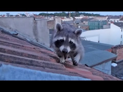 Youtube: Rabenvögel in Berlin bekommen hohen Besuch auf dem Dach: Herrn Waschbär