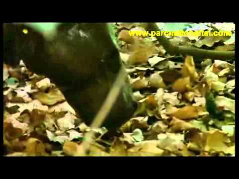 Youtube: La forêt magique de l'Hippopotame pygmée_1