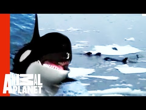 Youtube: Family Of Orcas Attack Lonely Seal | Untamed & Uncut