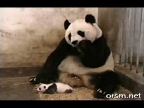 Youtube: Cute & Funny Collection Of Animal Videos