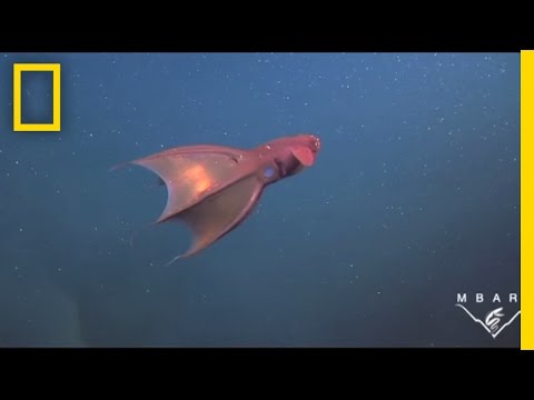 Youtube: Meet the Vampire Squid | National Geographic
