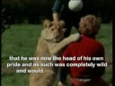 Youtube: Christian The Lion - the full story in HQ with Sigur Ros soundtrack