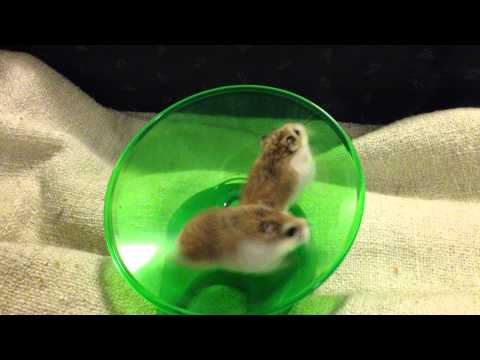 Youtube: Hamsters Running and Spinning On Wheel - Very Funny