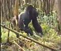 Youtube: Gorilla Silberrücken trommelt kraftstrotzend seine Brust -- RUANDA 1992