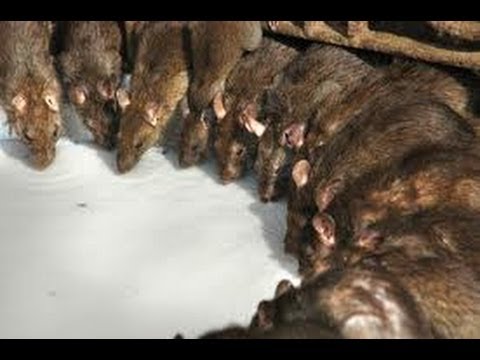 Youtube: THE  RAT TEMPLE Karni Mata Mandir  Rajesthan