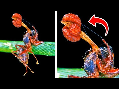 Youtube: Dieser Pilz verwandelt Ameisen in Zombies