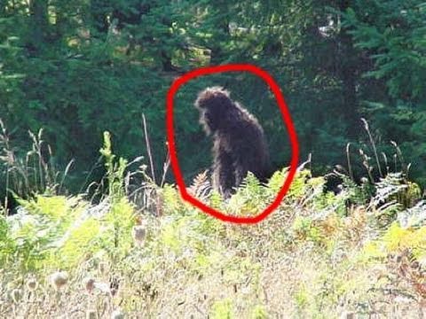 Youtube: Amazing Bigfoot Caught on Tape!!!